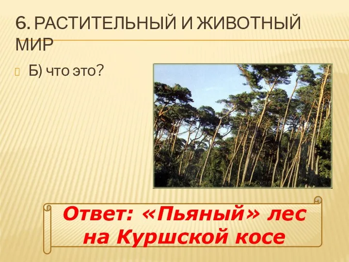 6. РАСТИТЕЛЬНЫЙ И ЖИВОТНЫЙ МИР Б) что это? Ответ: «Пьяный» лес на Куршской косе