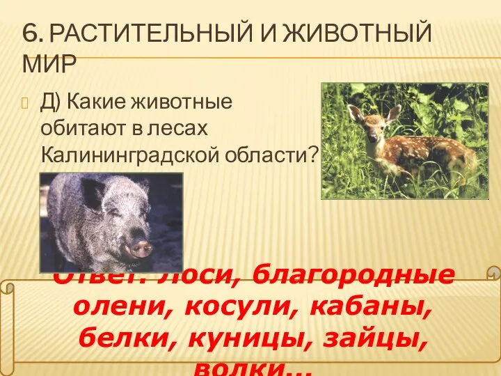 6. РАСТИТЕЛЬНЫЙ И ЖИВОТНЫЙ МИР Д) Какие животные обитают в лесах Калининградской