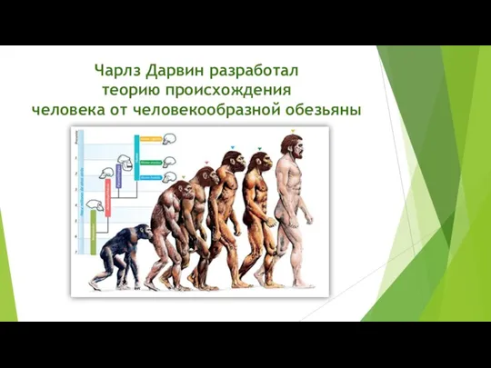 Чарлз Дарвин разработал теорию происхождения человека от человекообразной обезьяны