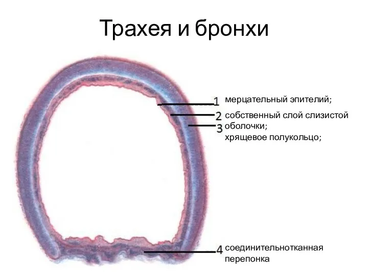 Трахея и бронхи мерцательный эпителий; собственный слой слизистой оболочки; хрящевое полукольцо; соединительнотканная перепонка