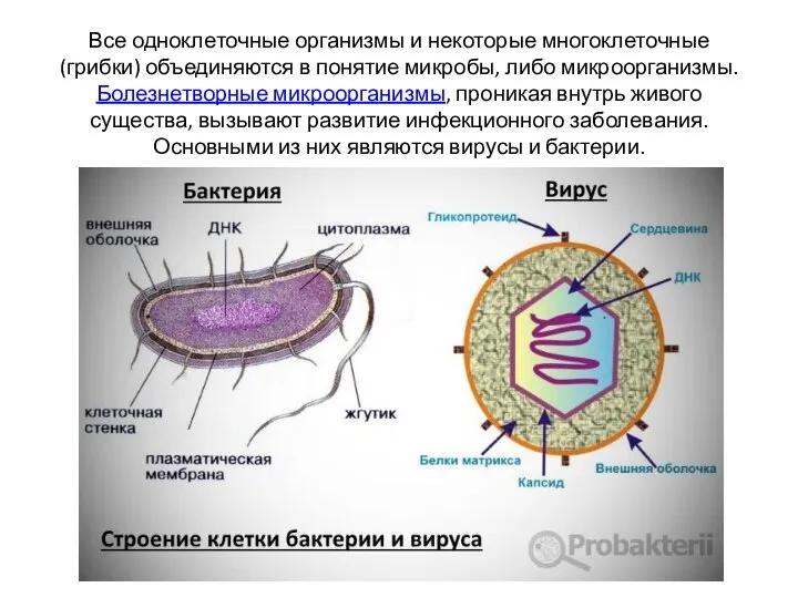 Все одноклеточные организмы и некоторые многоклеточные (грибки) объединяются в понятие микробы, либо