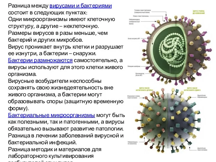 Разница между вирусами и бактериями состоит в следующих пунктах: Одни микроорганизмы имеют