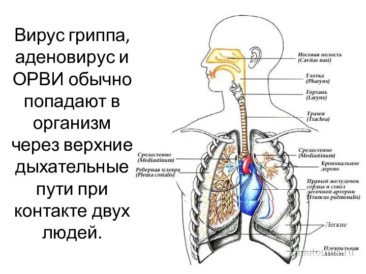 Вирус гриппа, аденовирус и ОРВИ обычно попадают в организм через верхние дыхательные