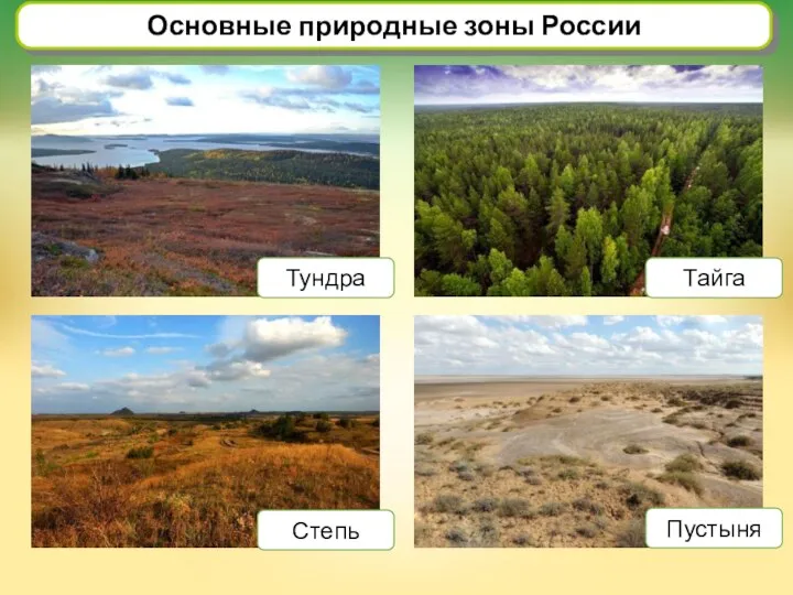 Основные природные зоны России Тундра Тайга Пустыня Степь