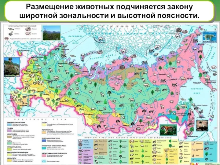 Размещение животных подчиняется закону широтной зональности и высотной поясности.