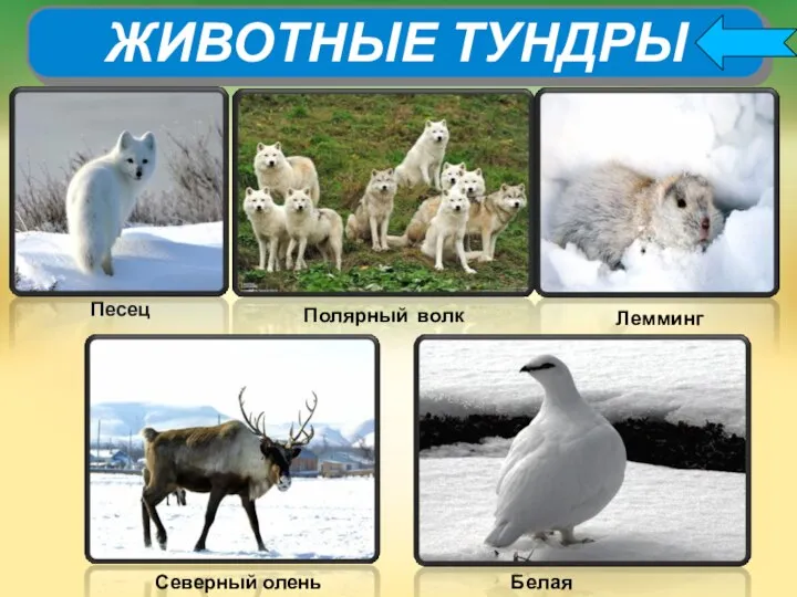 Песец ЖИВОТНЫЕ ТУНДРЫ Полярный волк Лемминг Белая куропатка Северный олень