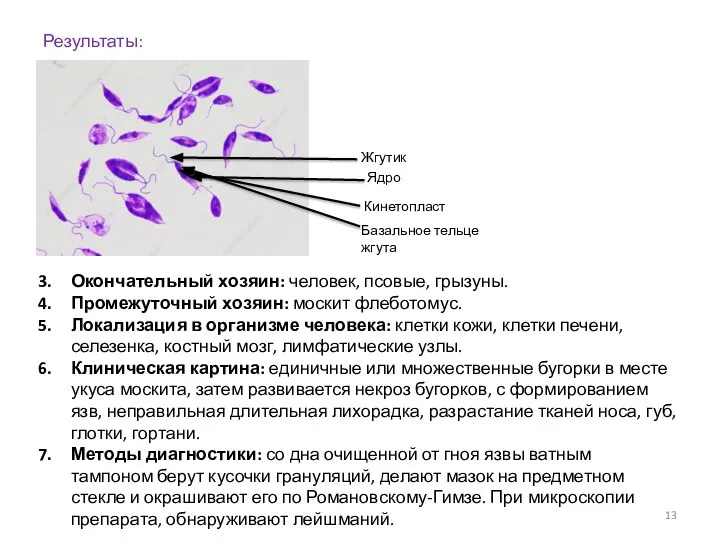 Результаты: Жгутик Ядро Кинетопласт Базальное тельце жгута Окончательный хозяин: человек, псовые, грызуны.