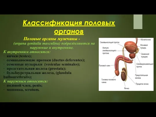 Классификация половых органов Половые органы мужчины - (organa genitalia masculina) подразделяются на