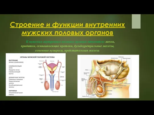 Строение и функции внутренних мужских половых органов К мужским внутренним половым органам