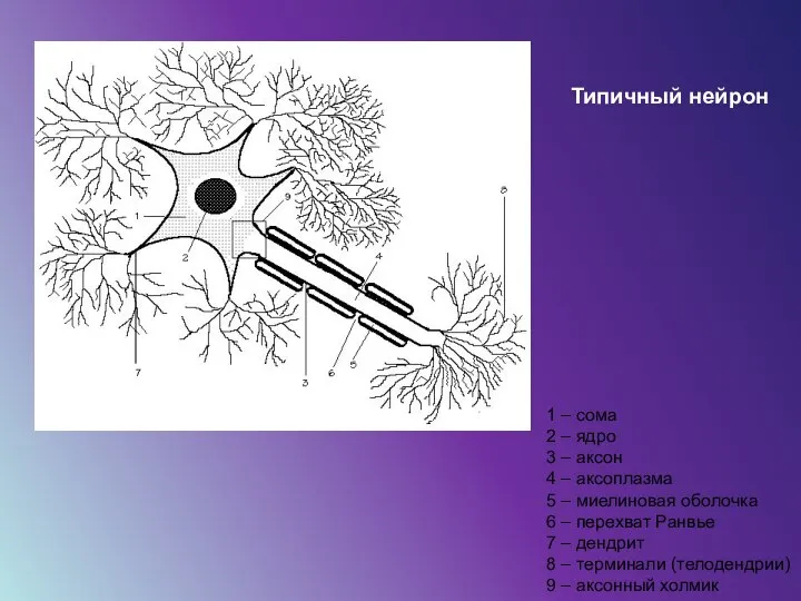 7 1 – сома 2 – ядро 3 – аксон 4 –
