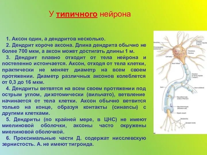 1. Аксон один, а дендритов несколько. 2. Дендрит короче аксона. Длина дендрита