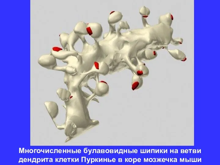 Многочисленные булавовидные шипики на ветви дендрита клетки Пуркинье в коре мозжечка мыши
