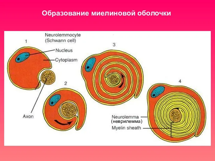 Образование миелиновой оболочки (неврилемма)