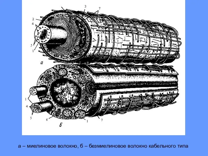 а – миелиновое волокно, б – безмиелиновое волокно кабельного типа