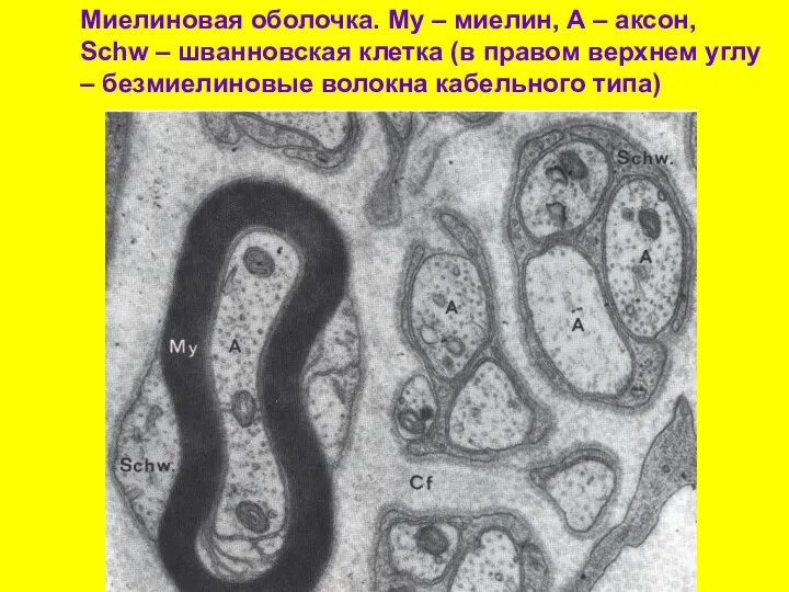 Миелиновая оболочка. My – миелин, А – аксон, Schw – шванновская клетка