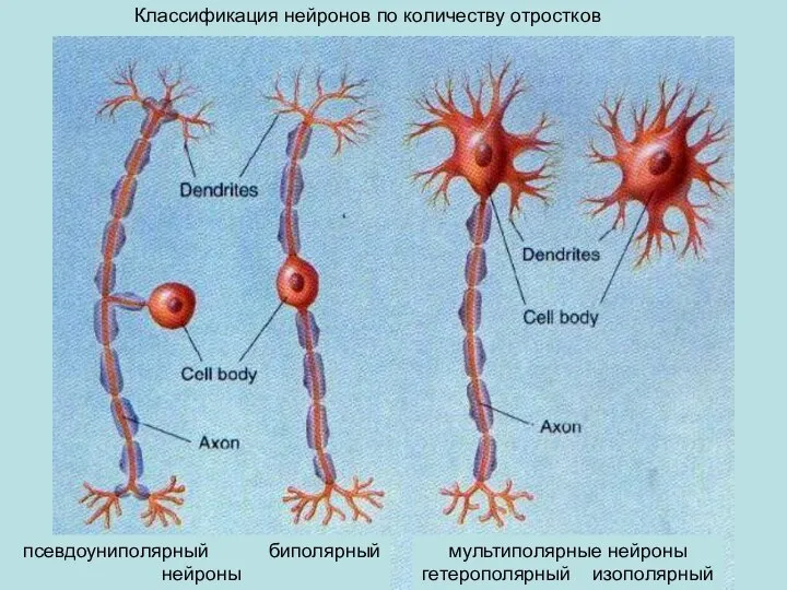 мультиполярные нейроны гетерополярный изополярный псевдоуниполярный биполярный нейроны Классификация нейронов по количеству отростков