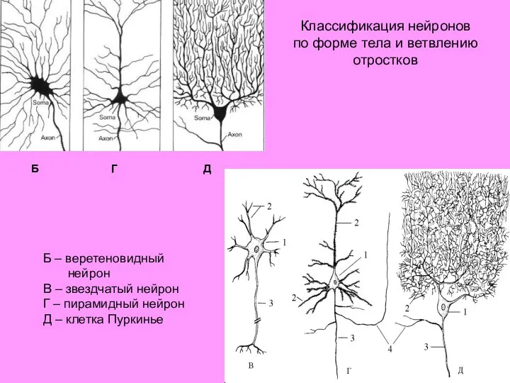 Б – веретеновидный нейрон В – звездчатый нейрон Г – пирамидный нейрон