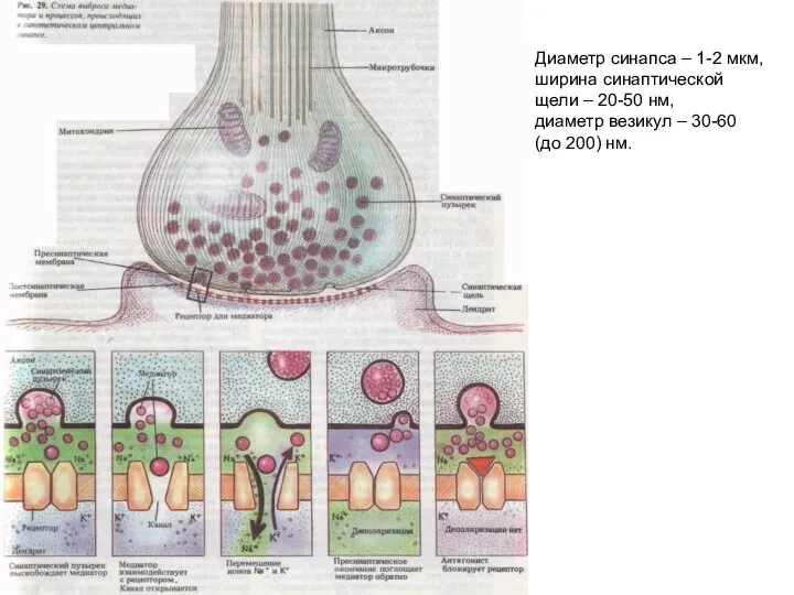 Диаметр синапса – 1-2 мкм, ширина синаптической щели – 20-50 нм, диаметр