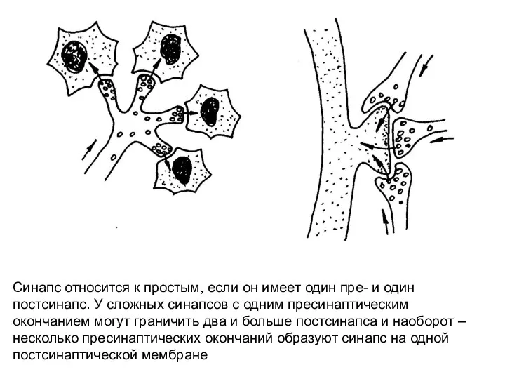 Синапс относится к простым, если он имеет один пре- и один постсинапс.