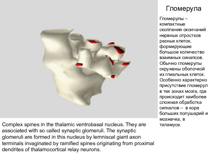 Гломерула Complex spines in the thalamic ventrobasal nucleus. They are associated with