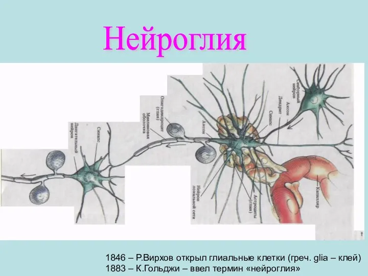 Нейроглия 1846 – Р.Вирхов открыл глиальные клетки (греч. glia – клей) 1883