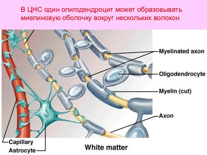 В ЦНС один олигодендроцит может образовывать миелиновую оболочку вокруг нескольких волокон