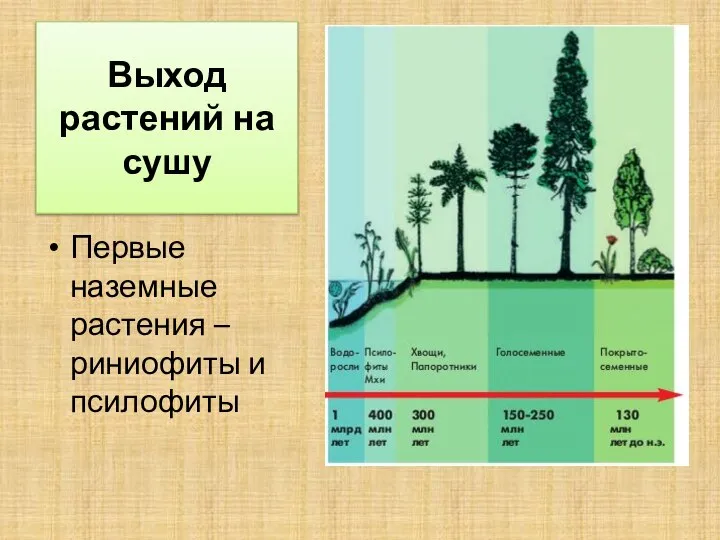 Выход растений на сушу Первые наземные растения – риниофиты и псилофиты