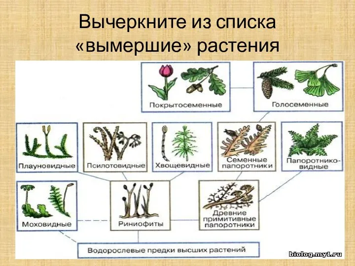 Вычеркните из списка «вымершие» растения