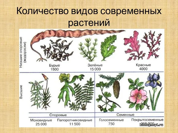 Количество видов современных растений