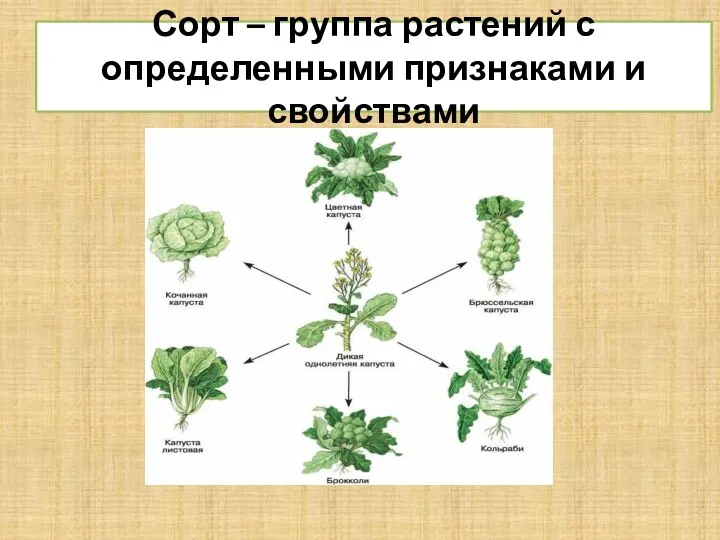 Сорт – группа растений с определенными признаками и свойствами