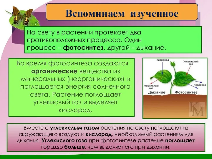 На свету в растении протекает два противоположных процесса. Один процесс – фотосинтез,