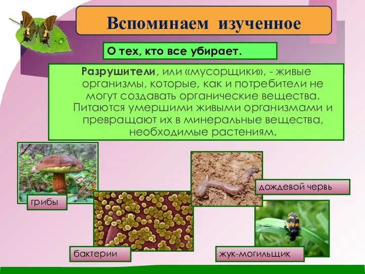 О тех, кто все убирает. Разрушители, или «мусорщики», - живые организмы, которые,