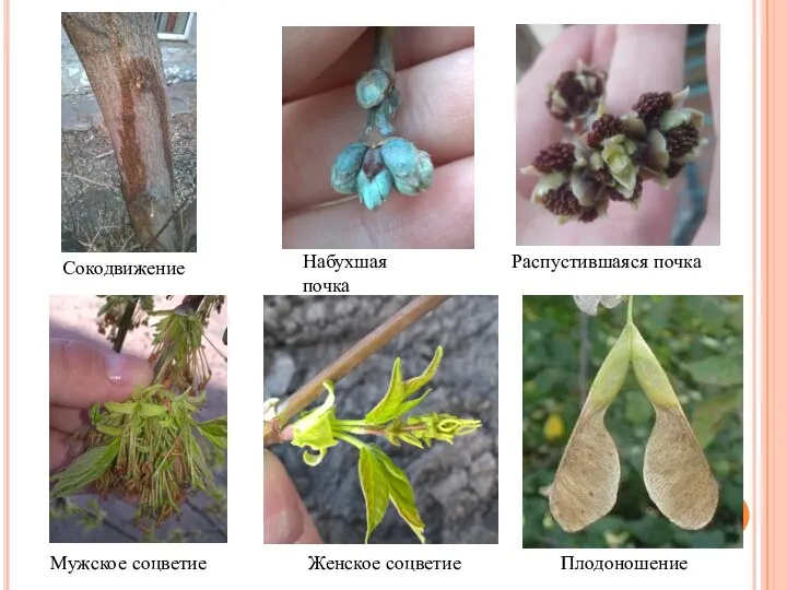 Сокодвижение Набухшая почка Распустившаяся почка Мужское соцветие Женское соцветие Плодоношение