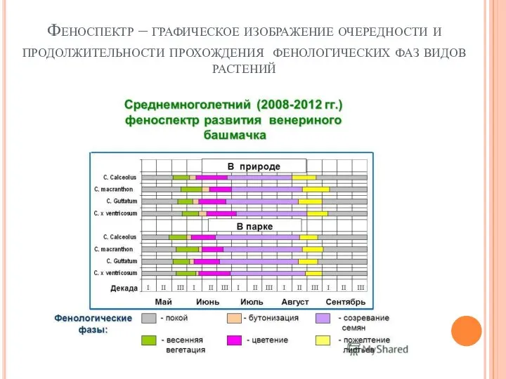 Феноспектр – графическое изображение очередности и продолжительности прохождения фенологических фаз видов растений