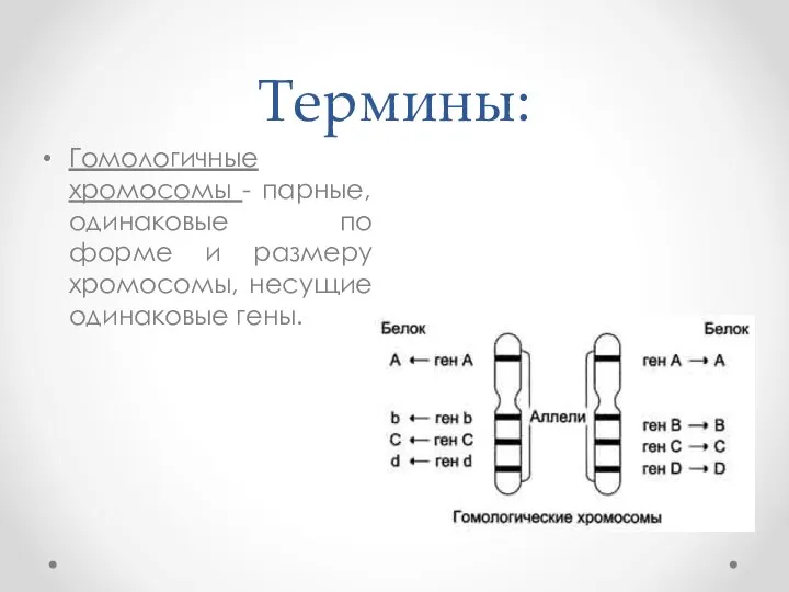 Термины: Гомологичные хромосомы - парные, одинаковые по форме и размеру хромосомы, несущие одинаковые гены.