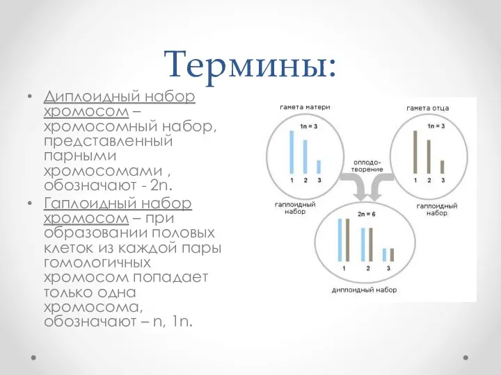 Термины: Диплоидный набор хромосом – хромосомный набор, представленный парными хромосомами , обозначают