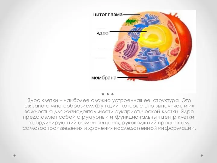 Ядро клетки – наиболее сложно устроенная ее структура. Это связано с многообразием