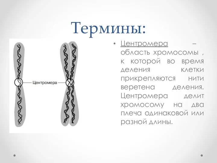Термины: Центромера – область хромосомы ,к которой во время деления клетки прикрепляются