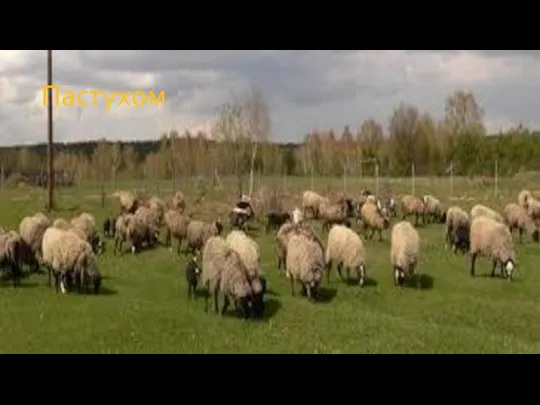 Пастухом