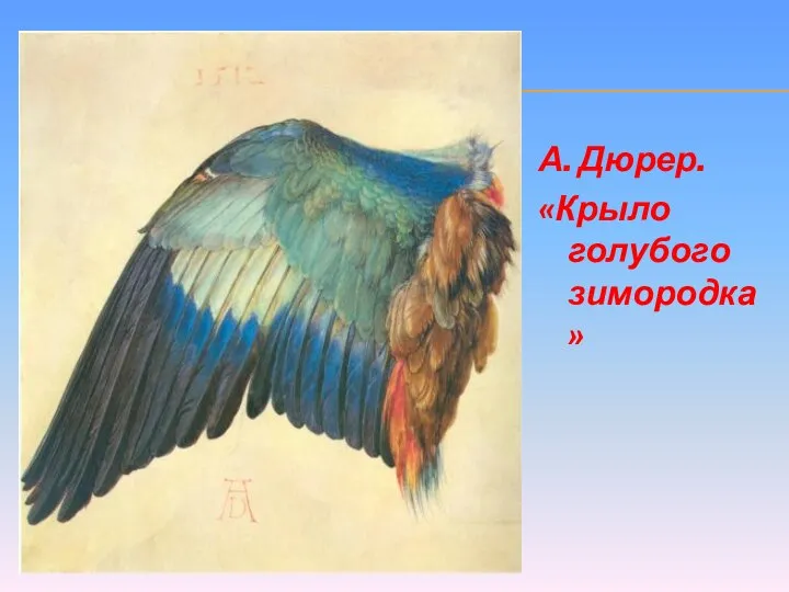 А. Дюрер. «Крыло голубого зимородка»