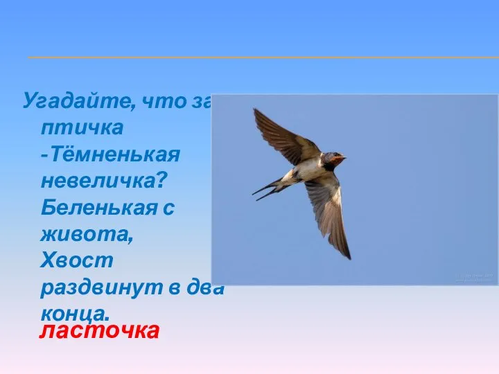 Угадайте, что за птичка -Тёмненькая невеличка? Беленькая с живота, Хвост раздвинут в два конца. ласточка