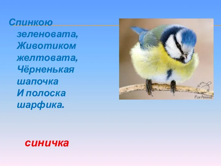 Спинкою зеленовата, Животиком желтовата, Чёрненькая шапочка И полоска шарфика. синичка