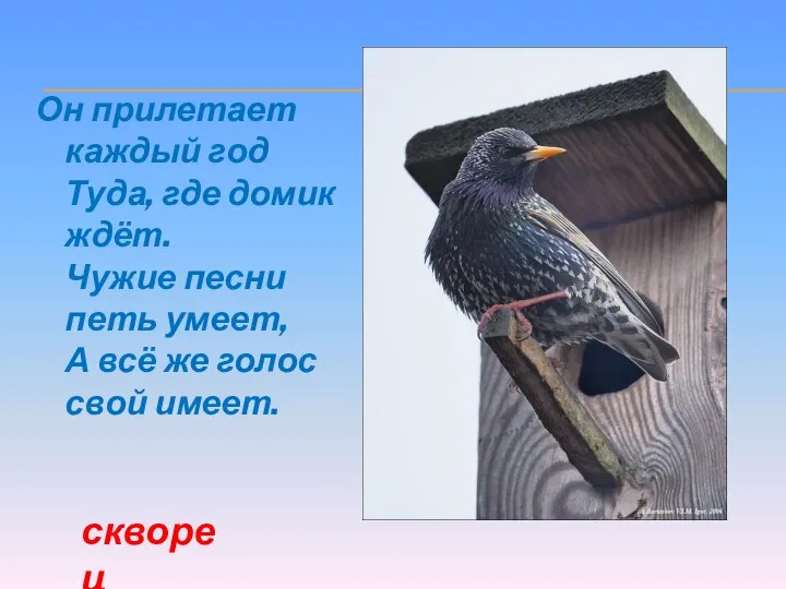 Он прилетает каждый год Туда, где домик ждёт. Чужие песни петь умеет,