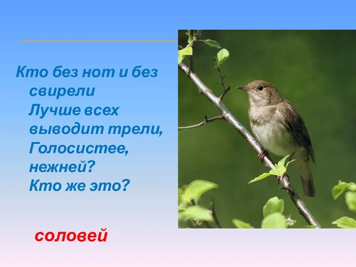 Кто без нот и без свирели Лучше всех выводит трели, Голосистее, нежней? Кто же это? соловей