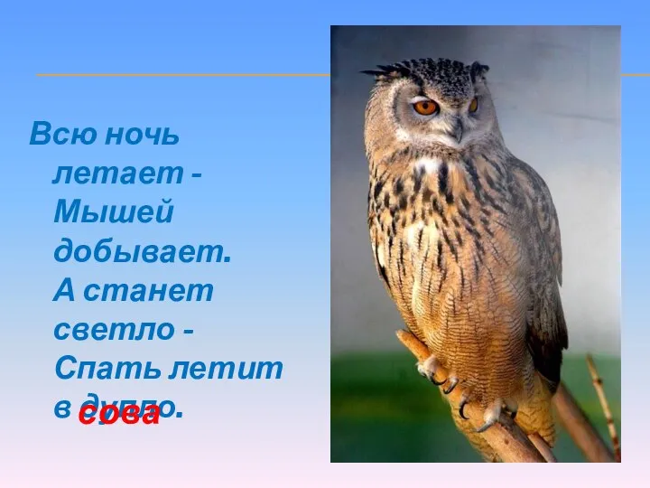 Всю ночь летает - Мышей добывает. А станет светло - Спать летит в дупло. сова