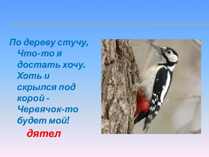 По дереву стучу, Что-то я достать хочу. Хоть и скрылся под корой