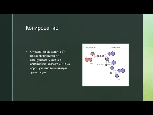 Кэпирование Функции кэпа: защита 5'-конца транскрипта от экзонуклеаз; участие в сплайсинге; экспорт