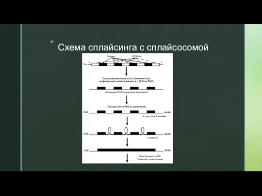 Схема сплайсинга с сплайсосомой