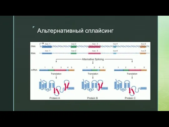 Альтернативный сплайсинг