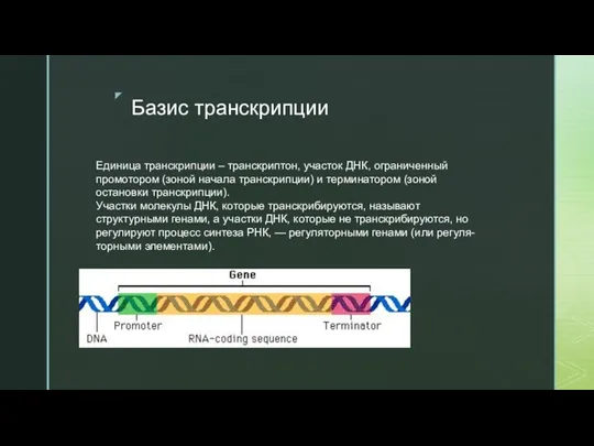 Базис транскрипции Единица транскрипции – транскриптон, участок ДНК, ограниченный промотором (зоной начала